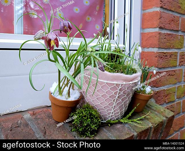 snowdrops (galanthus nivalis) and checkerboard flowers (fritillaria meleagris) on the windowsill
