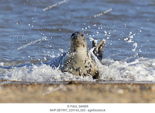 Grey Seal (Halichoerus grypus) adult female, emerging from sea, Horsey, Norfolk, England, December