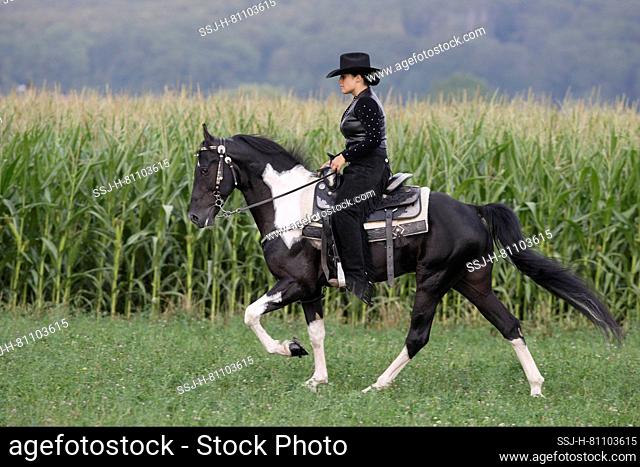Tennessee Walking Horse. A rider on piebald stallion performing the Running Walk in front of a maize field. Germany