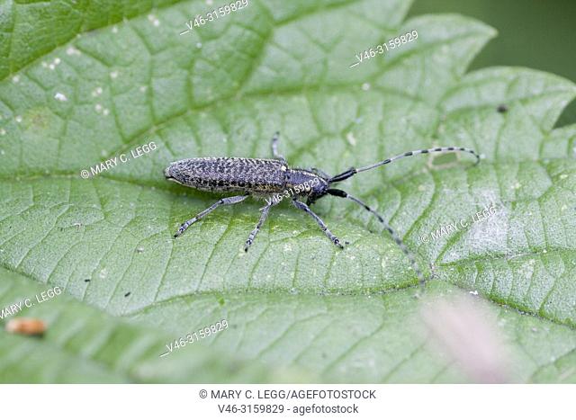 Longhorn Beetle, Agapanthia cynarae, Longhorn beetle 14 - 23 mm. Found in Central and Eastern Europe. Adult in May-June. Lifespan: 1year