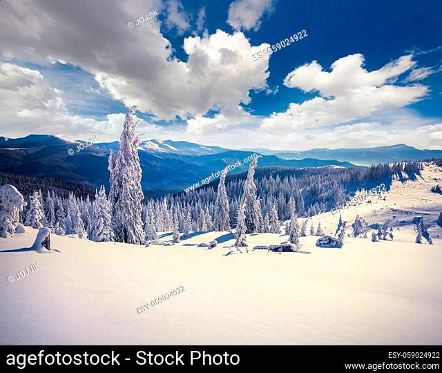 Splebdid winter morning in Carpathian mountains with snow cowered fir trees. Colorful outdoor scene, Happy New Year celebration concept