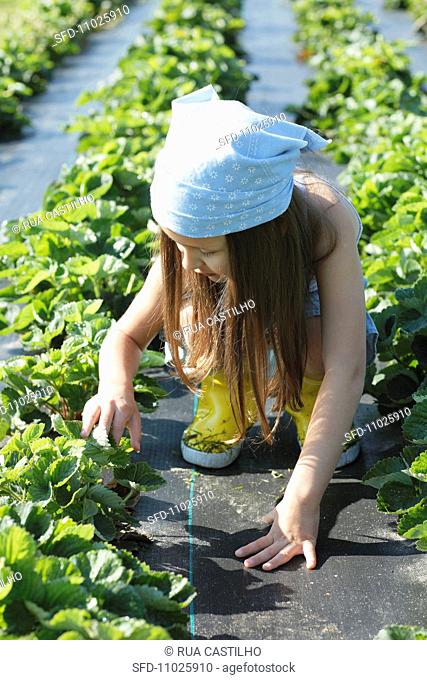 A girl picking strawberries in a field