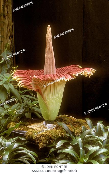 Titan Arum (Amorphophallus titanum) Indonesia