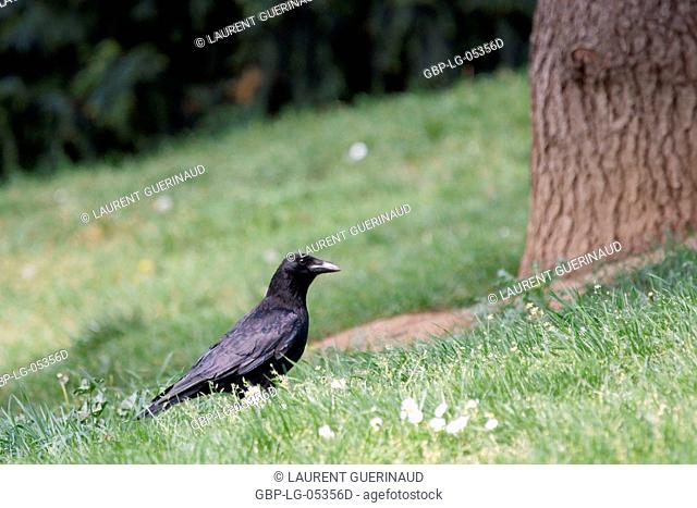 Park, Crow, Parc des Glacières, Bolougne-Billancourt, Hauts-de-Seine (92), Ile de France, France