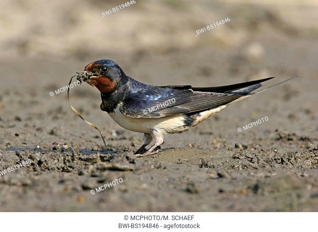 barn swallow (Hirundo rustica), collects nesting material, Bulgaria