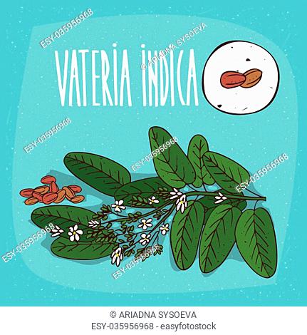 Set of isolated plant Vateria indica seeds herb with leaves, flowers, Simple round icon of Vateria indica on white background