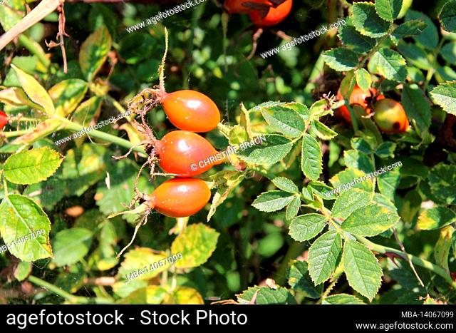 ripe red rose hips, north rhine-westphalia, germany