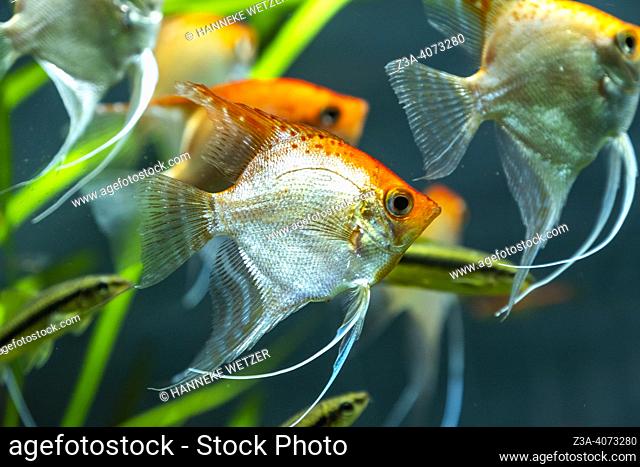 Angelfish swimming in an aquarium