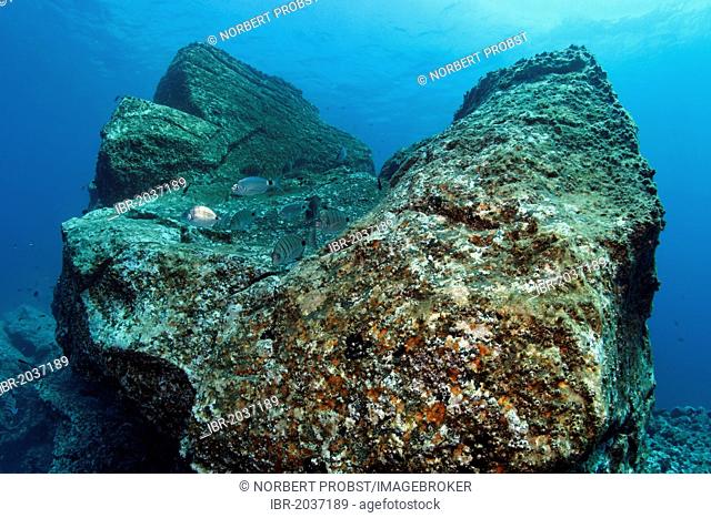 Rock with Acorn Barnacles (Balanus trigonus) and African White Seabream or Sargo (Diplodus sargus cadenati), Madeira, Portugal, Europe, Atlantic Ocean