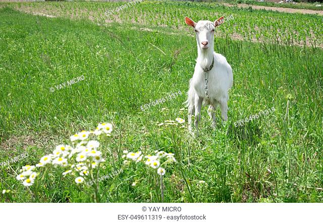 White adult goat grasses on green summer meadow field at village countryside