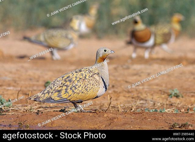 Pin-tailed sandgrouses, Pterocles alchata, and black-bellied sandgrouses, Pterocles orientalis, Monegros desert, Aragon, Spain