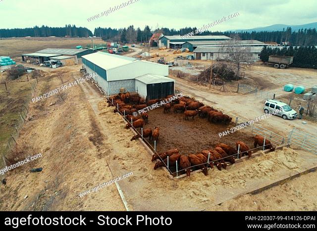 06 March 2022, Saxony-Anhalt, Königshütte: View of the farm of Brockenbauer Thielecke, taken with a drone. More than 130 calves are currently being born on the...