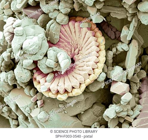 Fossil debris in chalk. Coloured scanning electron micrograph SEM of a fossilised fragment of a coccolithotrope skeleton