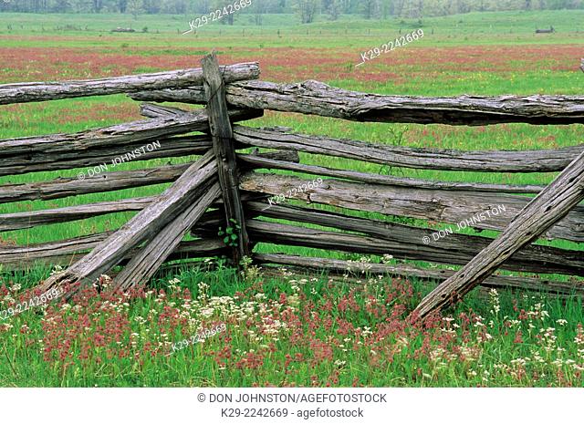 Cedar split-rail fence with prairie smoke flowers, near Sheguiandah, Manitoulin Island, Ontario, Canada