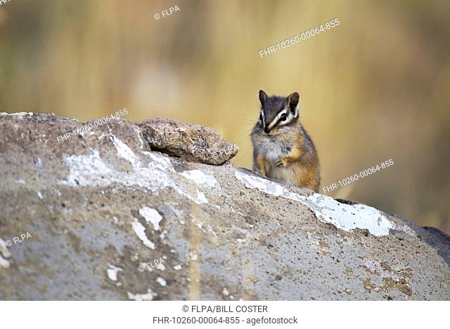 Least Chipmunk (Tamias minimus) adult, sitting on rock, Yellowstone N.P., Wyoming, U.S.A., September