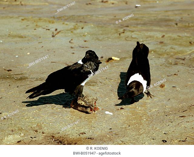 pied crow (Corvus albus), two pied crow