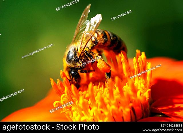 close view of honey bee on a flower