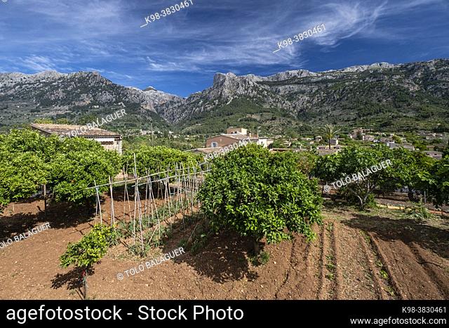 orange grove with the mountains in the background, Soller valley route, Mallorca, Balearic Islands, Spain