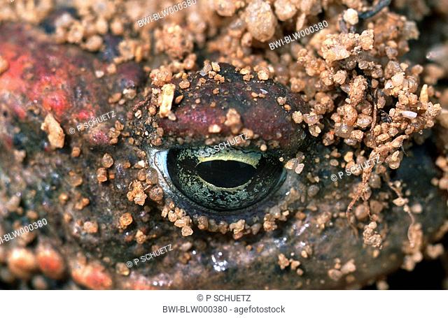 natterjack toad, natterjack, British toad Bufo calamita, portrait, detail