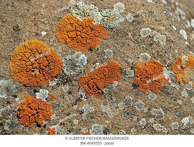 Orange Lichen (Caloplaca spec), Ethiopia