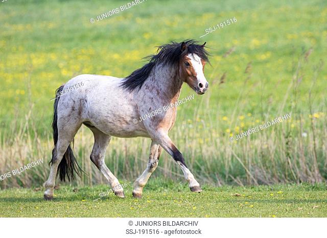 Welsh Mountain Pony. Juvenile strawberry roan mare trotting on a pasture. Germany