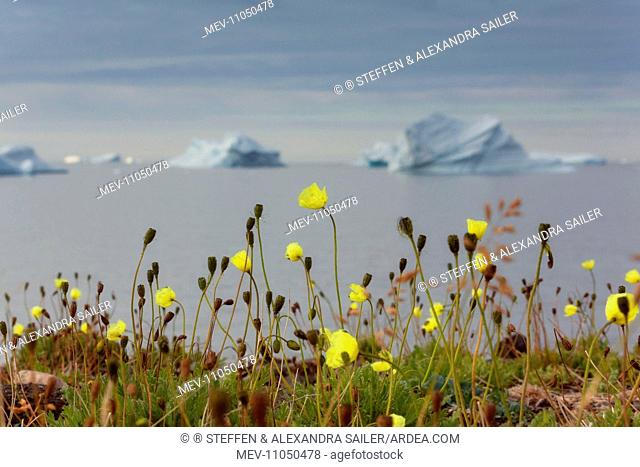 Arctic Poppy along the coast with icebergs drifting in the Arctic ocean in the background Summer Davis Strait, Greenland, Arctic, Denmark, Europe