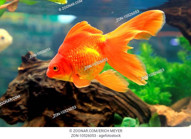 Goldener Ryukin Goldfisch, Red Ryukin Goldfish, Carassius auratus
