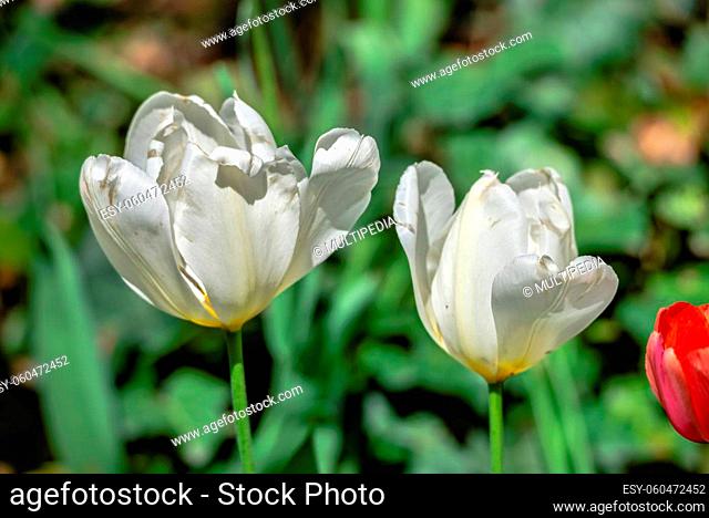 Blooming tulips in the Kropyvnytskyi arboretum on a sunny spring day