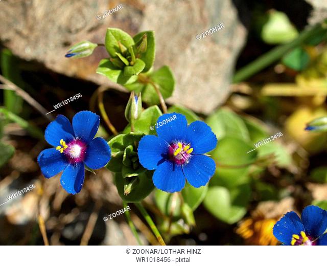 Anagalllis monelli, Blue Pimpernel