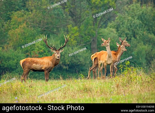 Herd of red deer, cervus elaphus, in rutting season. Wild animals in wilderness. Group of mammals in nature with green blurred background