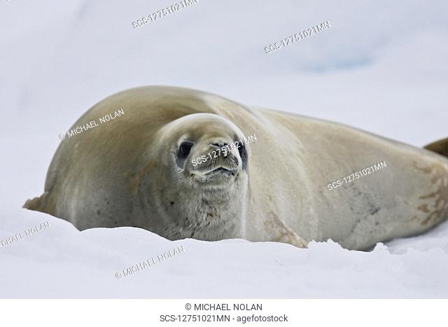 Adult crabeater seal Lobodon carcinophaga hauled out on an ice floe near Useful Island near the Antarctic Peninsula This is the most abundant pinniped in the...