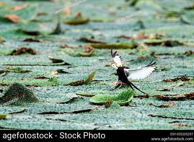 beautiful water pheasant closeup on gorgon fruit pond, pheasant-tailed jacana