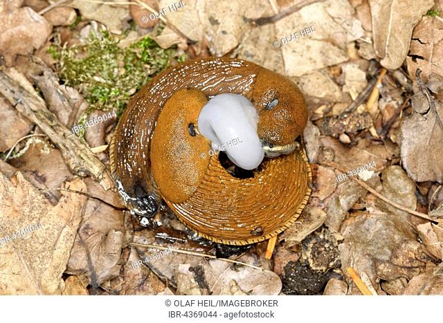 Spanish slugs (Arion vulgaris) mating, Germany