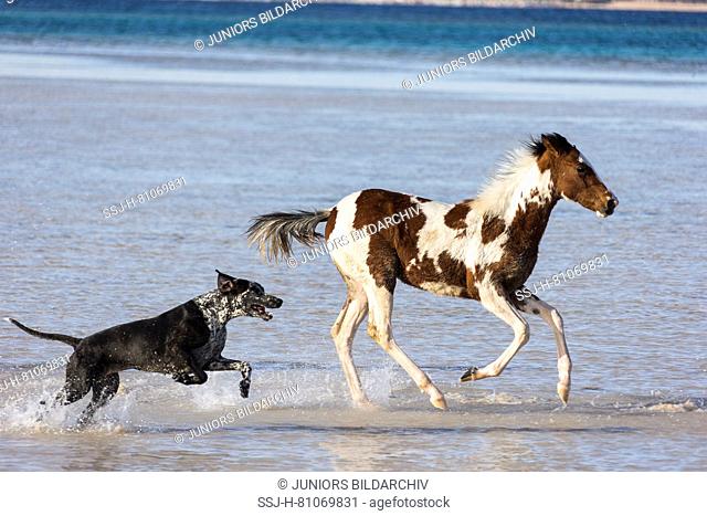 Pinto. Foal galloping in shallow water, followed by a dog. Egypt