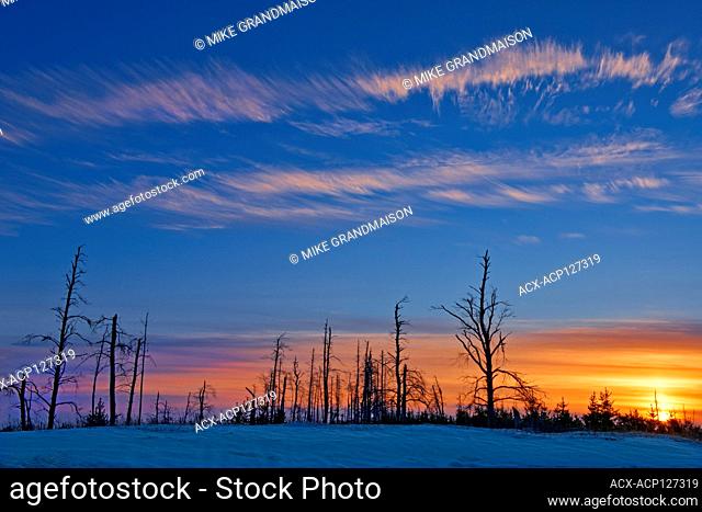 Trees in burn at sunrise Sandilands Provincial Forest Manitoba Canada