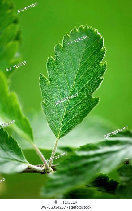 common whitebeam (Sorbus aria), leaf on a branch, Germany