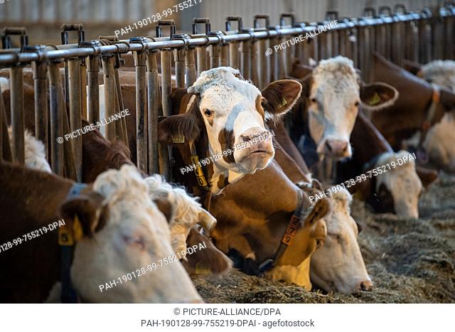 28 January 2019, Baden-Wuerttemberg, Markgröningen: Cattle stand in the stable of an emigrant farm. Photo: Fabian Sommer/dpa