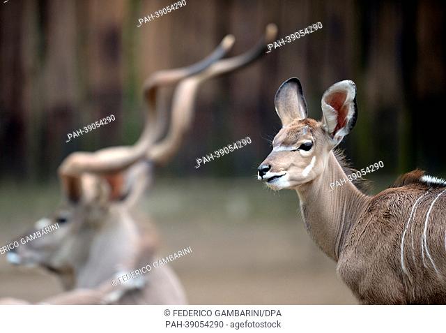 A young kudu is pictured at a compound of the zoo in Duisburg, Germany, 26 April 2013. The young animal was born in January 2013