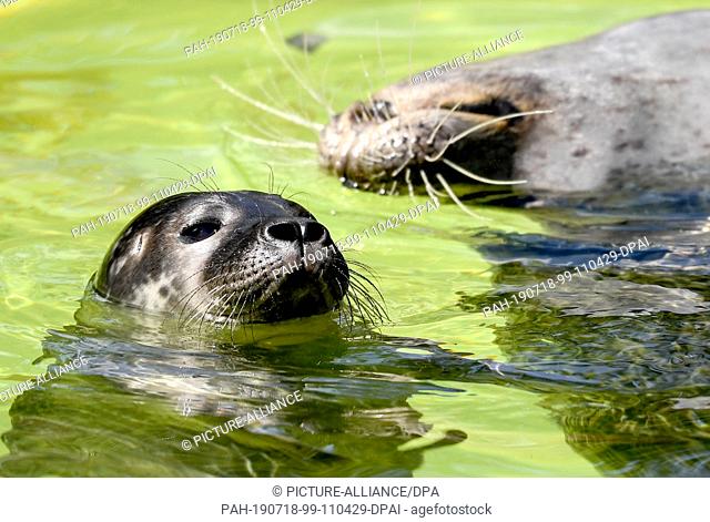 18 July 2019, Berlin: A seal puppy plays with his mother at the Berlin Zoo. Two kittens were born on 8. and 10.07.2019. Photo: Britta...