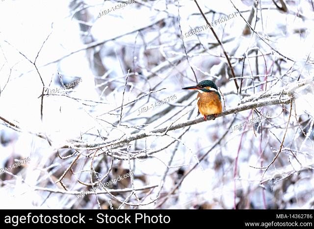 Female kingfisher on its perch in winter in Karwendel/ Werdenfelser Land