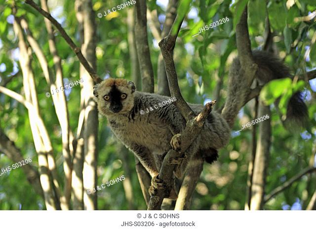 Red Fronted Lemur, Lemur fulvus rufus, Berenty Game Reserve, Madagascar, adult male on tree