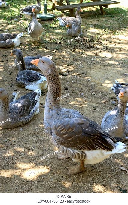goose breeding