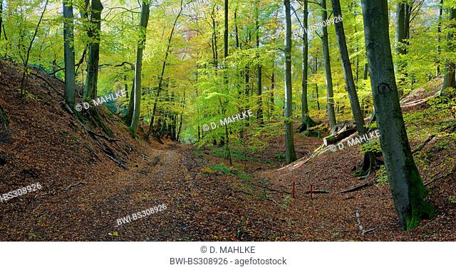autumn wood in Furlbachtal with forest path, Germany, North Rhine-Westphalia, NSG Furlbach, Stukenbrock-Senne
