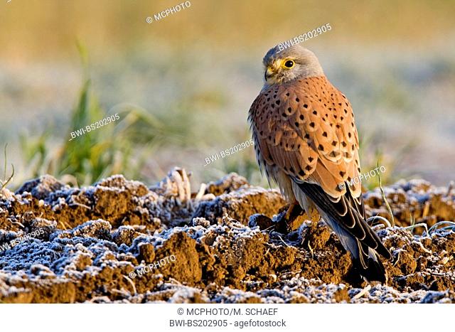 common kestrel (Falco tinnunculus), sitting on an acre with hoarfrost in winter, Germany, Rhineland-Palatinate
