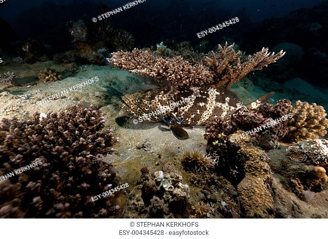 Brown-marbled grouper epinephelus fuscoguttatus in the Red Sea