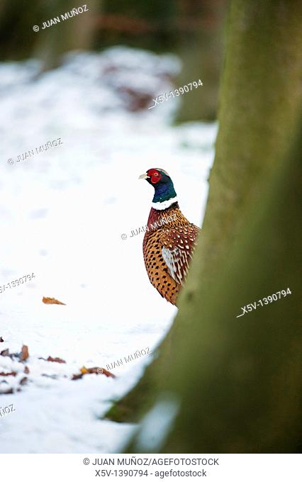 Male pheasant, Lincolnshire, England, UK