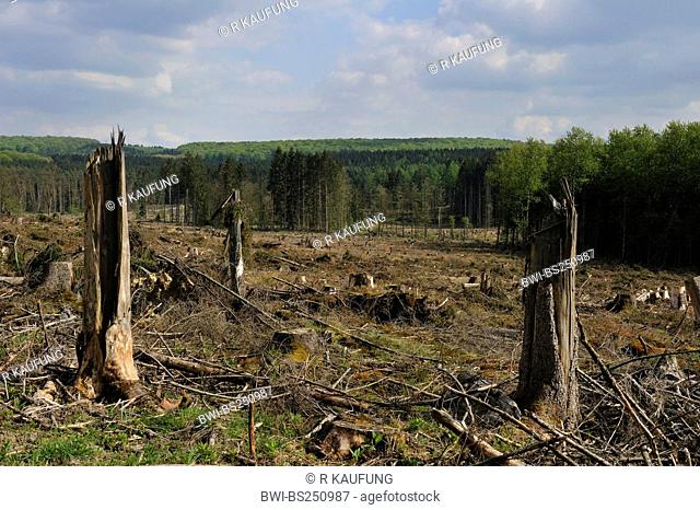 Norway spruce Picea abies, Forest with spruce after harvesting, Germany, North Rhine-Westphalia, Sauerland, Arnsberg