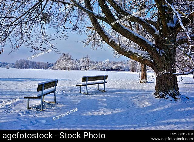 Sitzbänke unterm Lindenbaum in winterlicher Landschaft, Benches under the linden tree in a wintry landscape