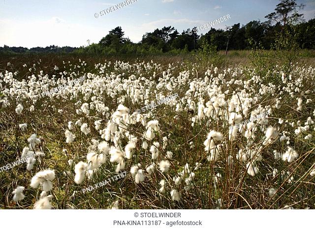 Common Cottongrass Eriophorum angustifolium - Holtingerveld, Havelte, Drenthe, The Netherlands, Holland, Europe