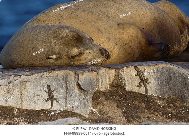 resting galapagos sea lion with two lava lizards on plaza island